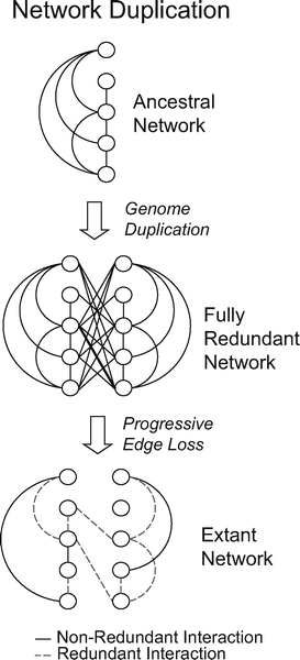 What Does Evolution Do with a Spare Set of Genes?