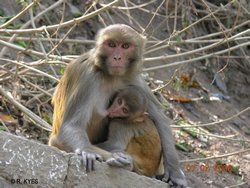 Rhesus macaque monkeys in Nepal are suitable alternative for HIV/AIDS research Rhesus macaque monkeys in Nepal are suitable alternative for HIV/AIDS research