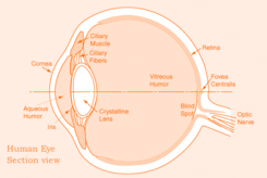 Statins reduce incidence of nuclear cataract