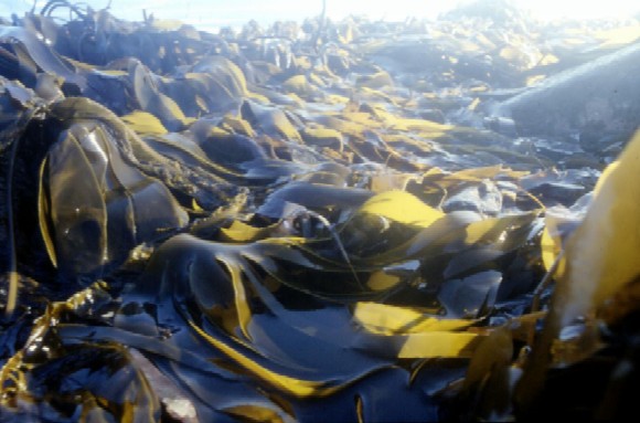 Healthy junkfood with seaweed alginate Healthy junkfood with seaweed alginate