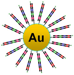 Gold Nanoparticle Molecular Ruler to Measure Smallest of Life’s Phenomena Gold Nanoparticle Molecular Ruler to Measure Smallest of Life’s Phenomena