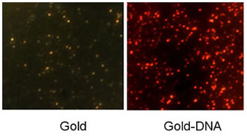 Gold Nanoparticle Molecular Ruler to Measure Smallest of Life’s Phenomena Gold Nanoparticle Molecular Ruler to Measure Smallest of Life’s Phenomena