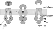 ATP Hydrolysis is Required to Reset the ATP-binding Cassette Dimer