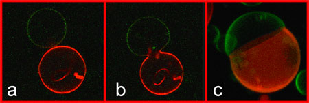 New method for the controlled initiation of membrane fusion