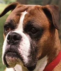 Dog Genome Sheds Light on Human Evolution Dog Genome Sheds Light on Human Evolution