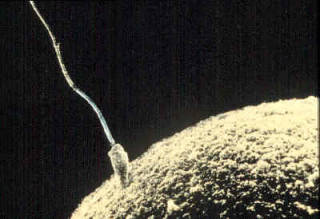 New Hope For Preserving Future Fertility