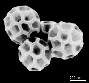 DNA buckyballs for drug delivery created