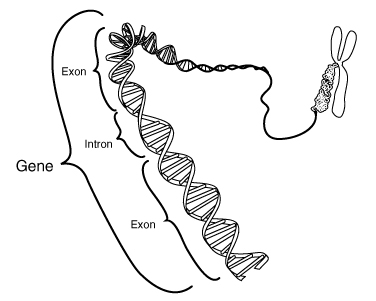 Human Memory Gene Identified