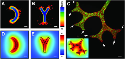 Tissue Geometry Plays Crucial Role in Breast Cell Invasion