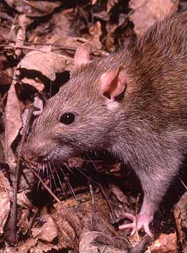 Wild vs. lab rodent comparison supports hygiene hypothesis