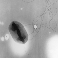 E.coli�s Defense Mechanism Uncovered