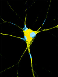 How brain replenishes memory-making molecules How brain replenishes memory-making molecules