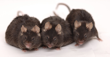 Resveratrol Increases Lifespan of Obese Mice