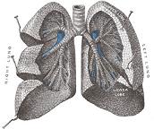 MEK inhibitors may be beneficial for lung cancer containing mutations in the BRaf gene