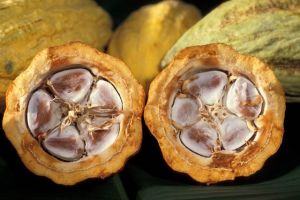 Cocoa Found to Reduce Blood Pressure