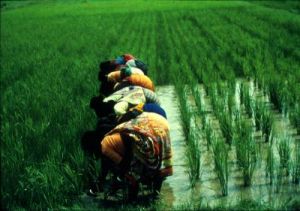 Reducing air pollution could increase rice harvests in India