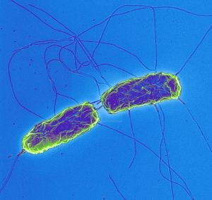 Evolution of typhoid bacteria